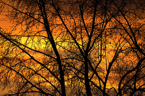 sunset beautiful evening silhouette trees saskatoon saskatchewan