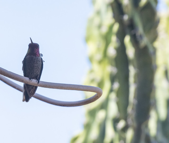 Black-chinned hummingbird - May 2020 - IMGP0782