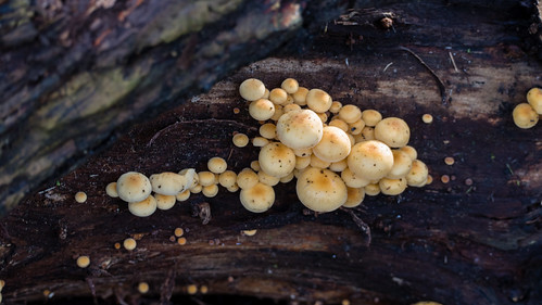 Winter fungi on a fallen log
