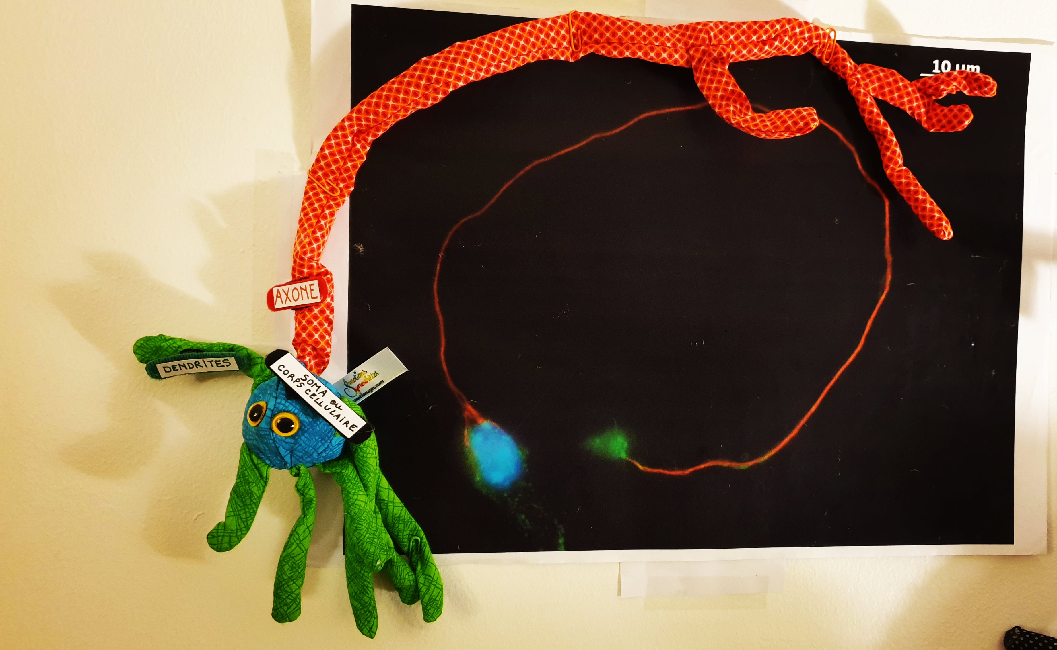 Neurone tricolore moteur - sculpture en tissu.