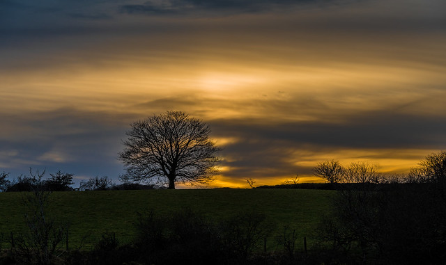 Lone Tree at Sunset_NK3-1877