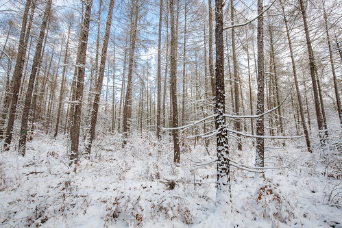 nature germany landscape thüringen jena thuringia 2021 wogau fotografjena steffenwalther fotografthüringen trees white snow forest outdoors