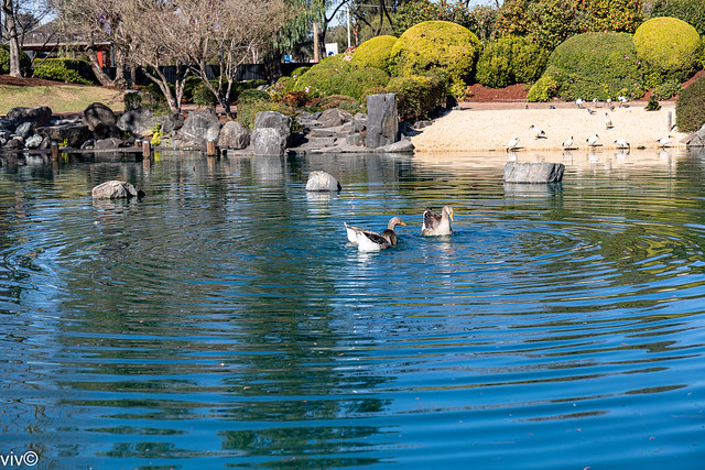 Feeding Geese creating circular water patterns at Japanese Garden,  Auburn, New South Wales,  Australia
