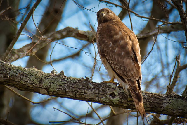 Red-shouldered Hawk.  -   Buteo lineatus
