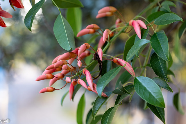 Lovely Brazilian Coral Tree buds