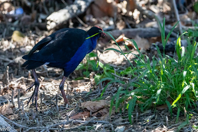 Adult Australasian swamphen looking for food at the wetland