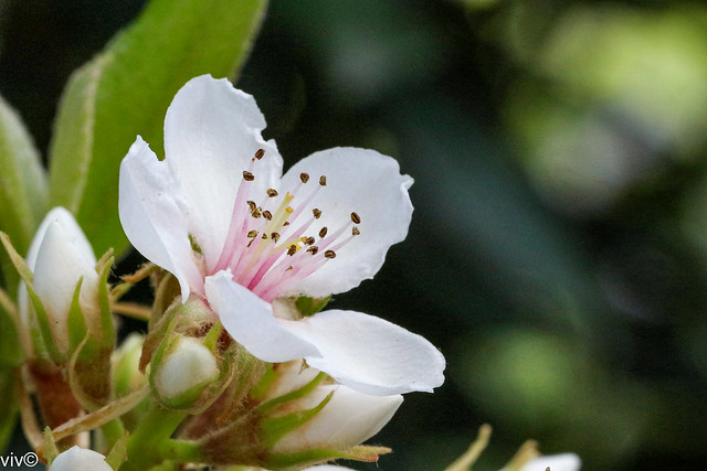 Striking Almond bloom