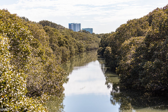 Bird cruising through lovely mangroves around stream, Bicentennial Park wetlands, Homebush, New South Wales, Australia