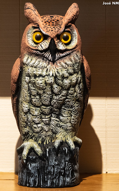 300 mm Owl