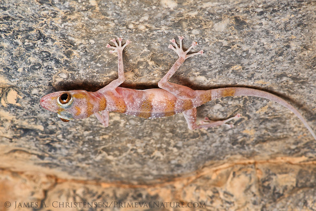 Flat-headed Leaf-toed Gecko