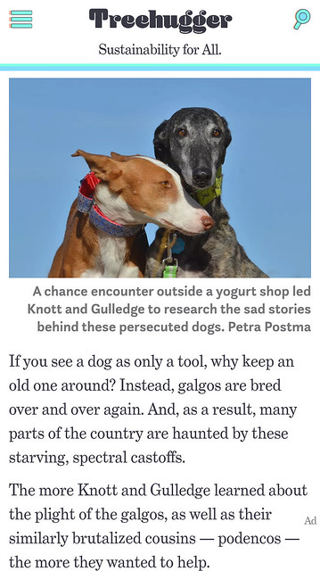 On Galgo breed of dogs