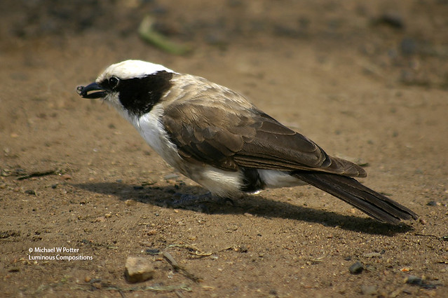 White-rumped Shrike with food item