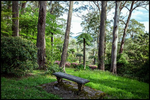 forest nationalpark bluemountainsnationalpark bluemountains breenholdgardens theavenue mountwilson