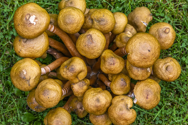 Fungi in the lawn #1