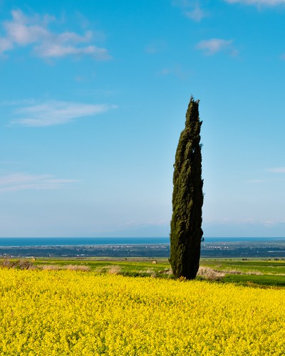 sunny portrait tree cypress beautiful beautifulday vivid colours colourful yellow field countryside sky clouds nopeople outside outdoors fujifilm xt100 cyprus koytrafas koutrafas framing simple composition minimalism landscap nature landscapes natural serenity