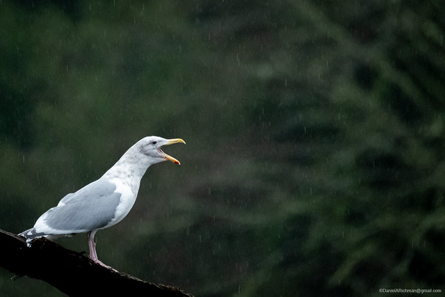 Herring Gull in the Rain