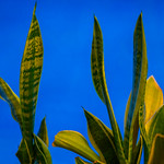 Sanseveria in early morning
