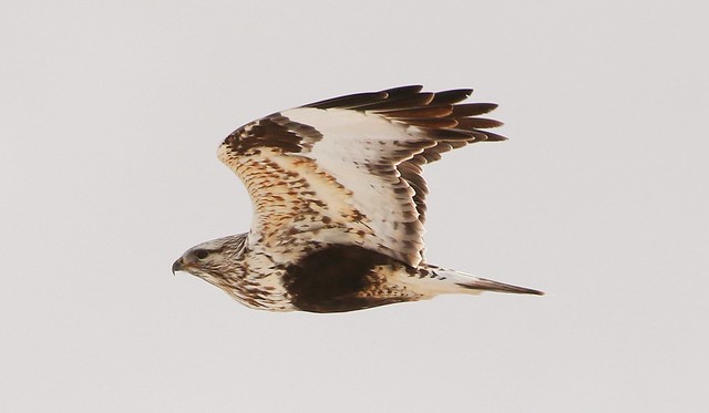 _87A5635 Rough-legged Hawk