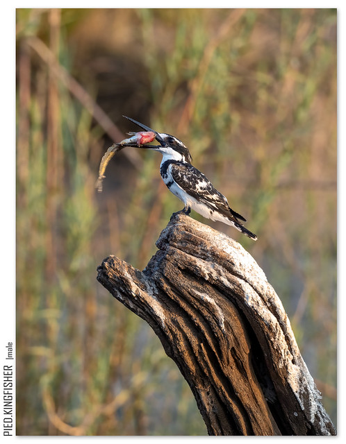 PIED.KINGFISHER - male