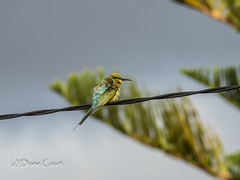 Rainbow Bee-eater on a windy day.