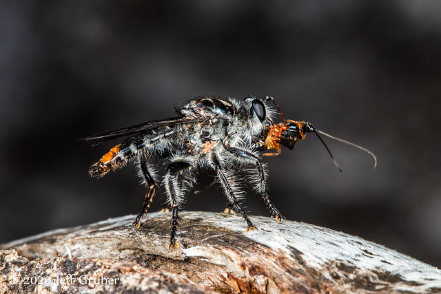 Robber Fly (Andrenosoma fulvicaudum) with prey
