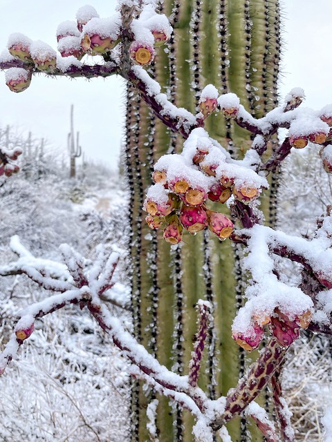 Cholla, saguaro, snow