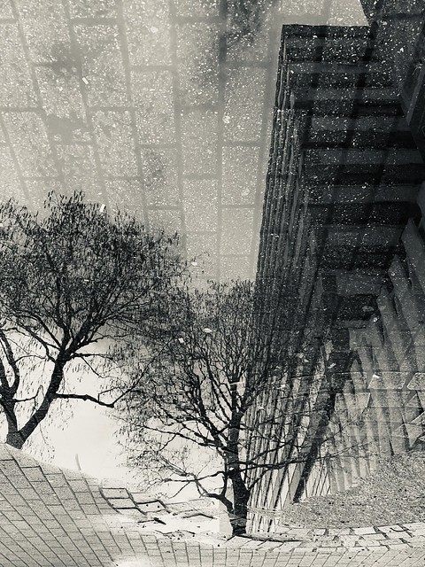 Croydon Reflection - trees on pavement