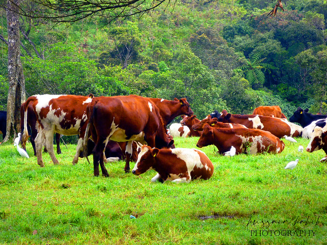 Ambewela Farms in Nuwara City-Srilanka