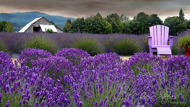 Lavender Field with Chair in Tihany, Hungary