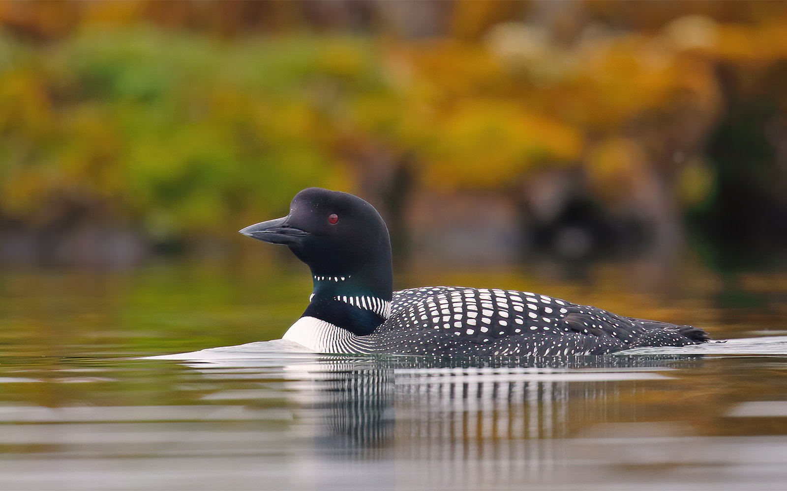 Great Northern Diver - adult male