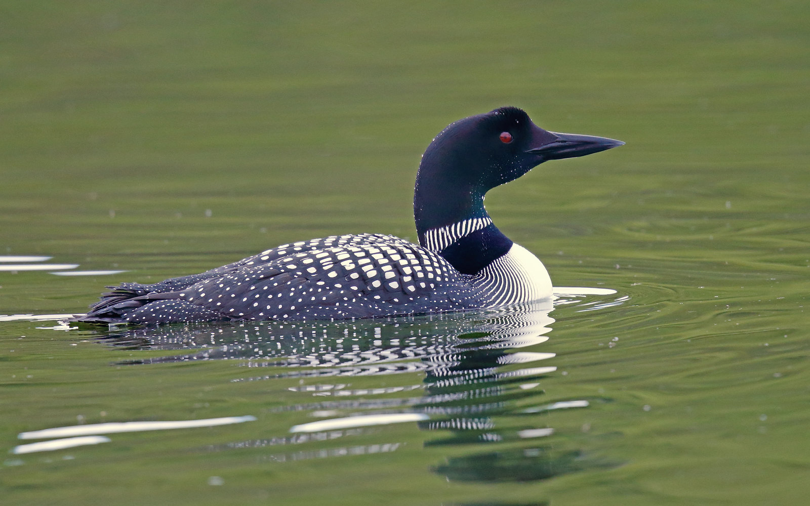 Great Northern Diver - adult