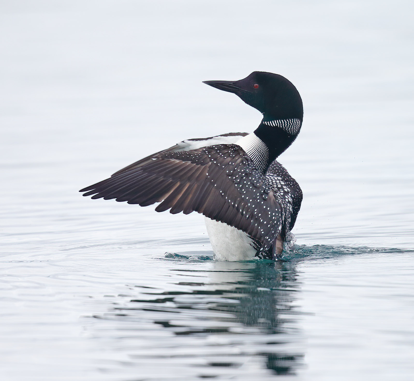 Great Northern Diver - adult male