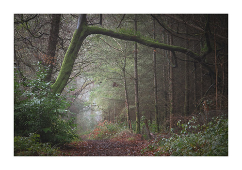 enys woods penryn falmouth cornwall england britain uk forest trees treescape landscape nature lockdown local walk rain badweather weather diffusedlight january winter deciduous moss horneywink wood