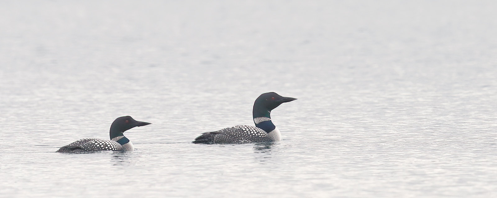 Great Northern Diver - a pair in summer plumage
