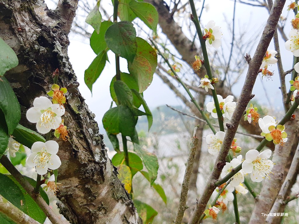 賞花景點