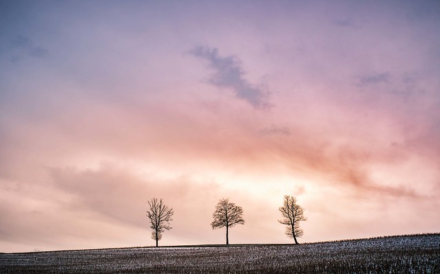Drei Bäume im Winter (in explore)
