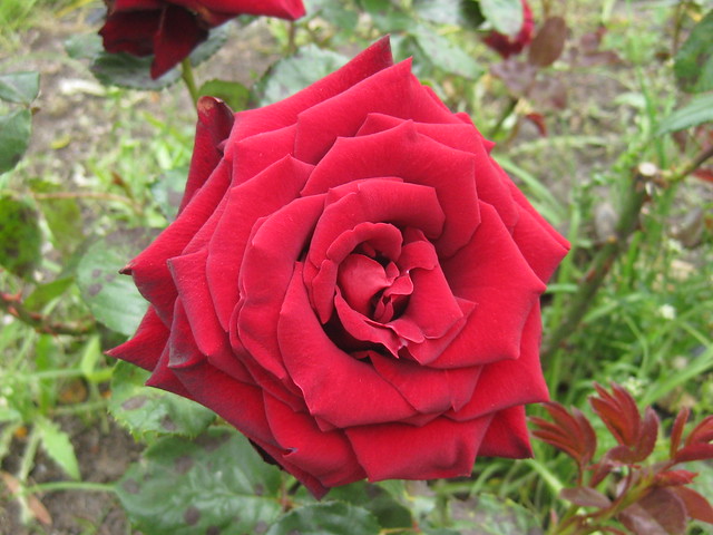 Black Madonna Rose Bloom - St Kilda Botanical Gardens, St Kilda