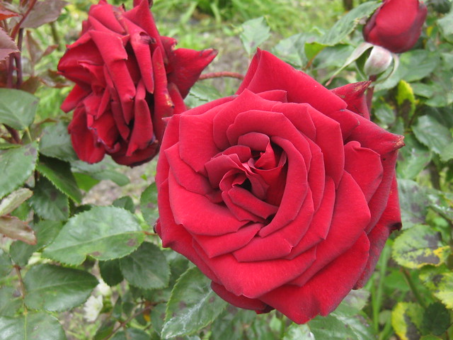 Black Madonna Rose Blooms - St Kilda Botanical Gardens, St Kilda