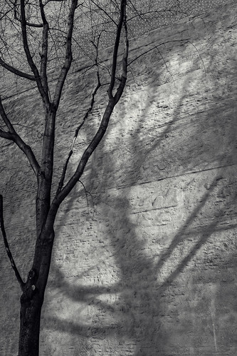 Tree and Tree Shadow (Revisited) by JeffStewartPhotos