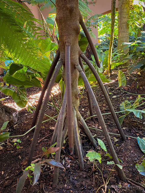 Verschaffeltia splendida