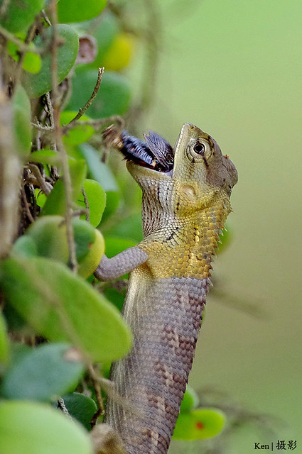 Changeable Lizard with food in mouth