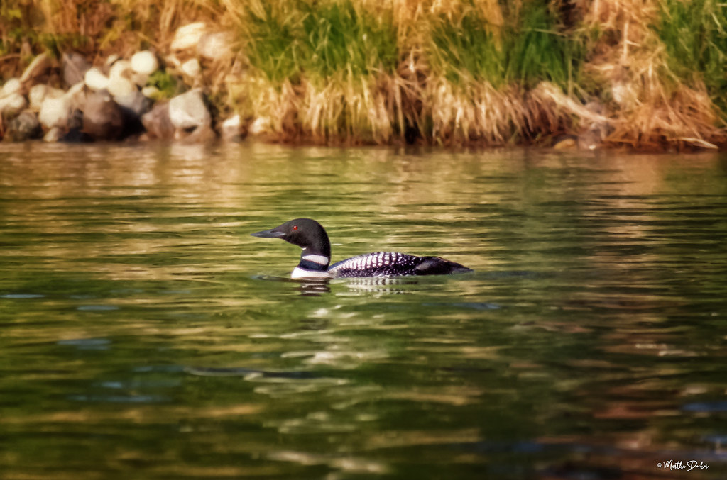 Loon on a Northern Lake
