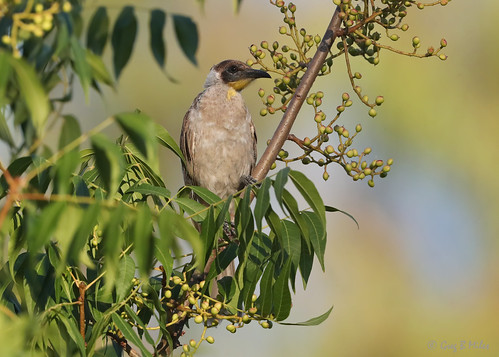 philemoncitreogularis littlefriarbird quirindi newsouthwales australia