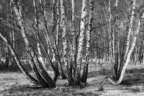hamburg deutschland birch birches tree trees nature landscape snow winter boberg sigma 50mm canon 5dmarkiv monochrome blackandwhite