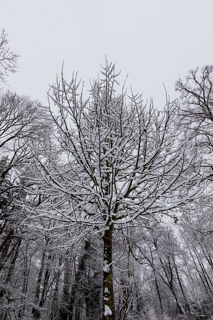A Snow Tree duing snowing