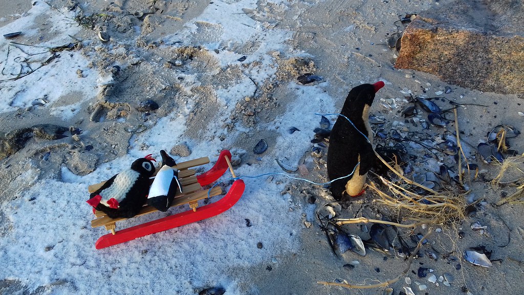 der große Pinguin zieht die beiden kleinen über den Schnee am Strand