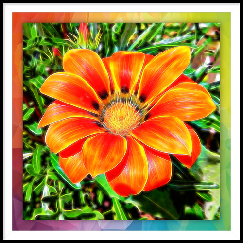 sliderssunday nikoncoolpixs9700 hss topazglow garden gazania postprocessed 100flowers2020 squareformat orange wexford ireland irish flora beautiful colourful asteraceae e