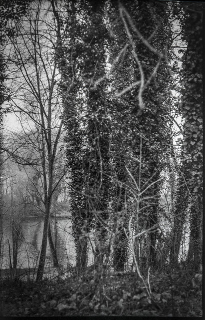 ivy-covered tree trunks, rhythmic stand, French Broad River, Hominy Creek River Park, Asheville, NC, Ercona II, Bergger Pancro 400, Ilfosol 3 developer, late January 2021