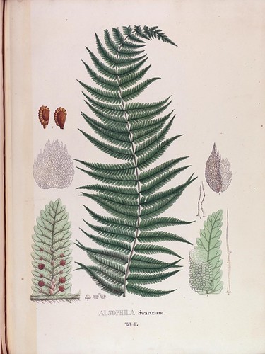 n189_w1150 | Icones plantarum cryptogamicarum : Monachii :Im… | Flickr