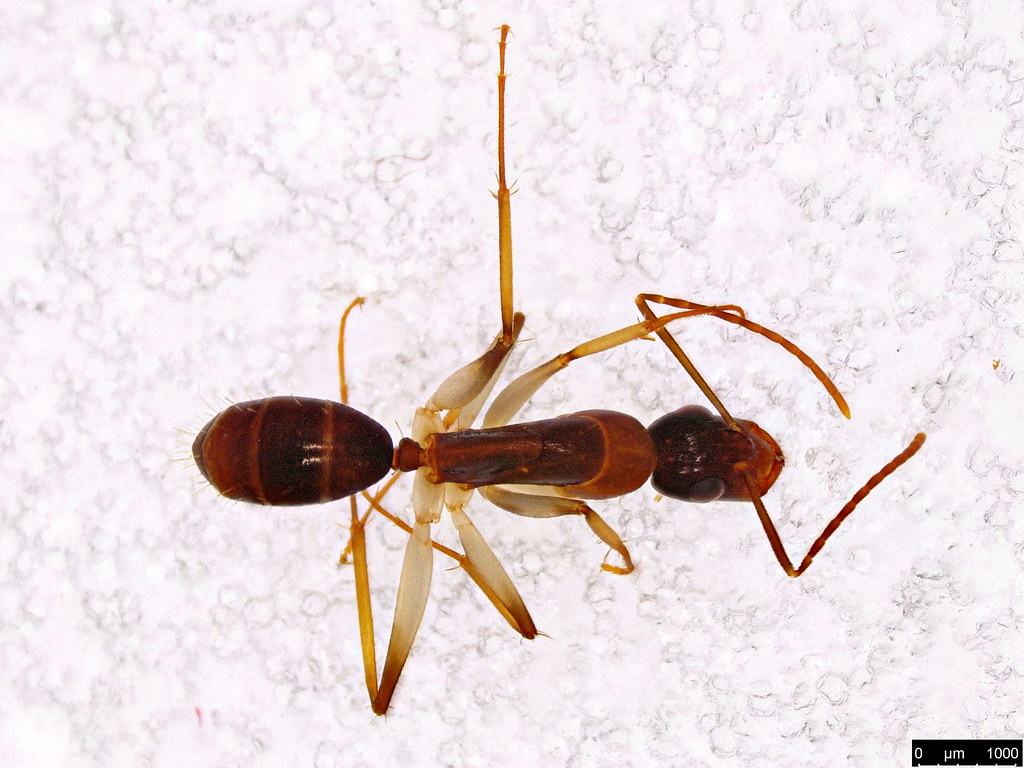 12a - Camponotus claripes Mayr, 1876
